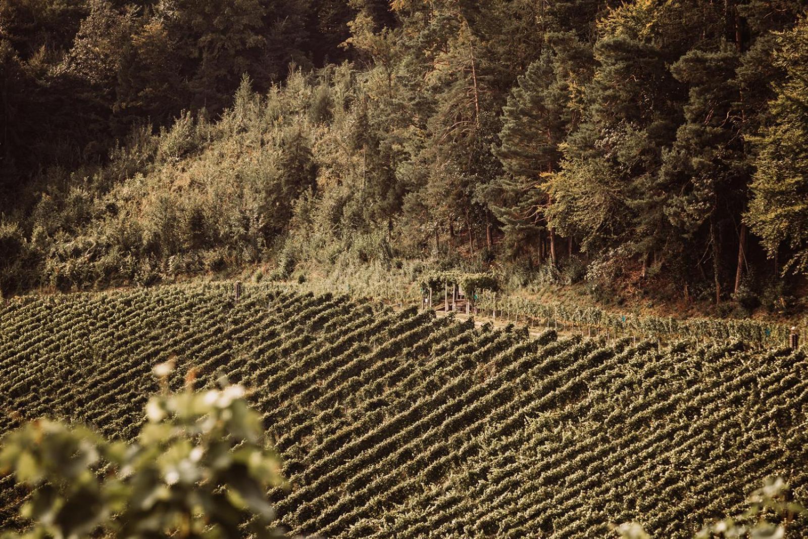 Weingut Kollerhof Am Eichberg Villa Лейтшах Екстериор снимка